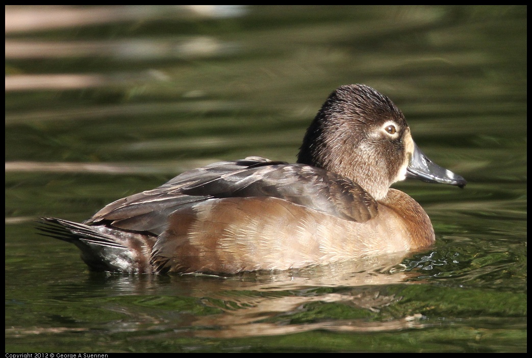 0101-143614-02.jpg - Ring-necked Duck