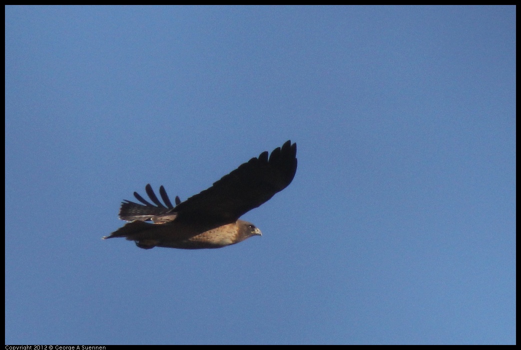 0101-151337-02.jpg - Red-tailed Hawk