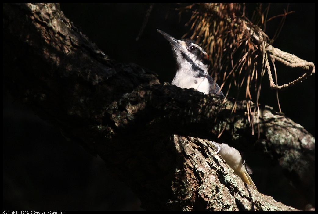 0101-152441-03.jpg - Hairy Woodpecker