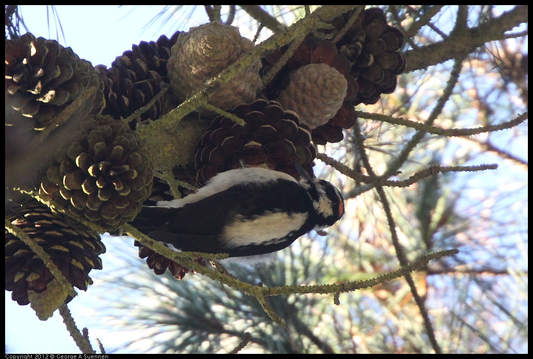 0101-153511-01.jpg - Hairy Woodpecker