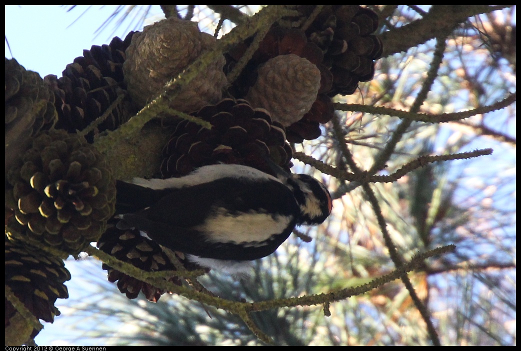 0101-153533-01.jpg - Hairy Woodpecker