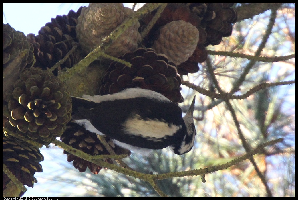 0101-153537-01.jpg - Hairy Woodpecker