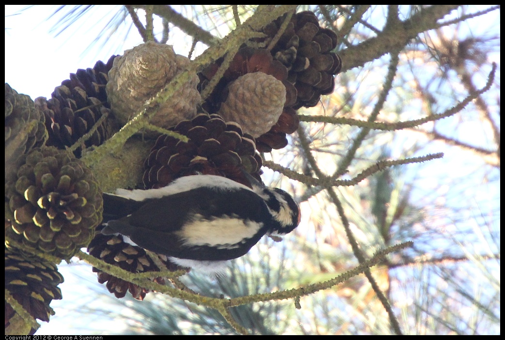 0101-153552-03.jpg - Hairy Woodpecker