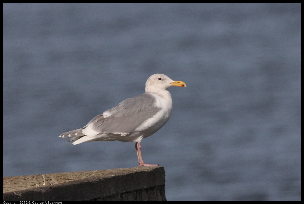 0108-122633-03.jpg - Glaucous-winged Gull