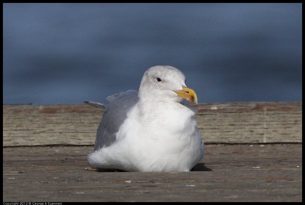 0108-124113-02.jpg - Glaucous-winged Gull