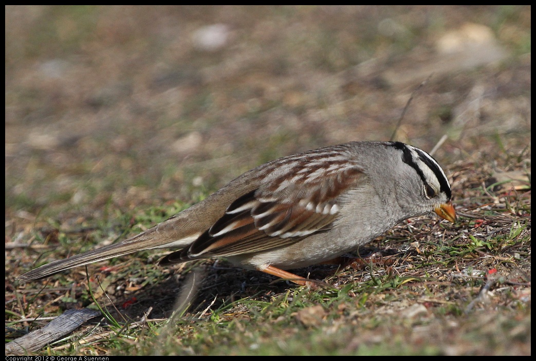 0108-124724-01.jpg - White-crowned Sparrow