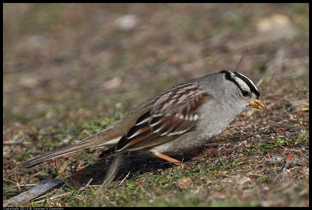 0108-124724-02.jpg - White-crowned Sparrow