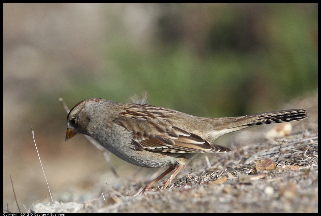 0108-124730-01.jpg - White-crowned Sparrow