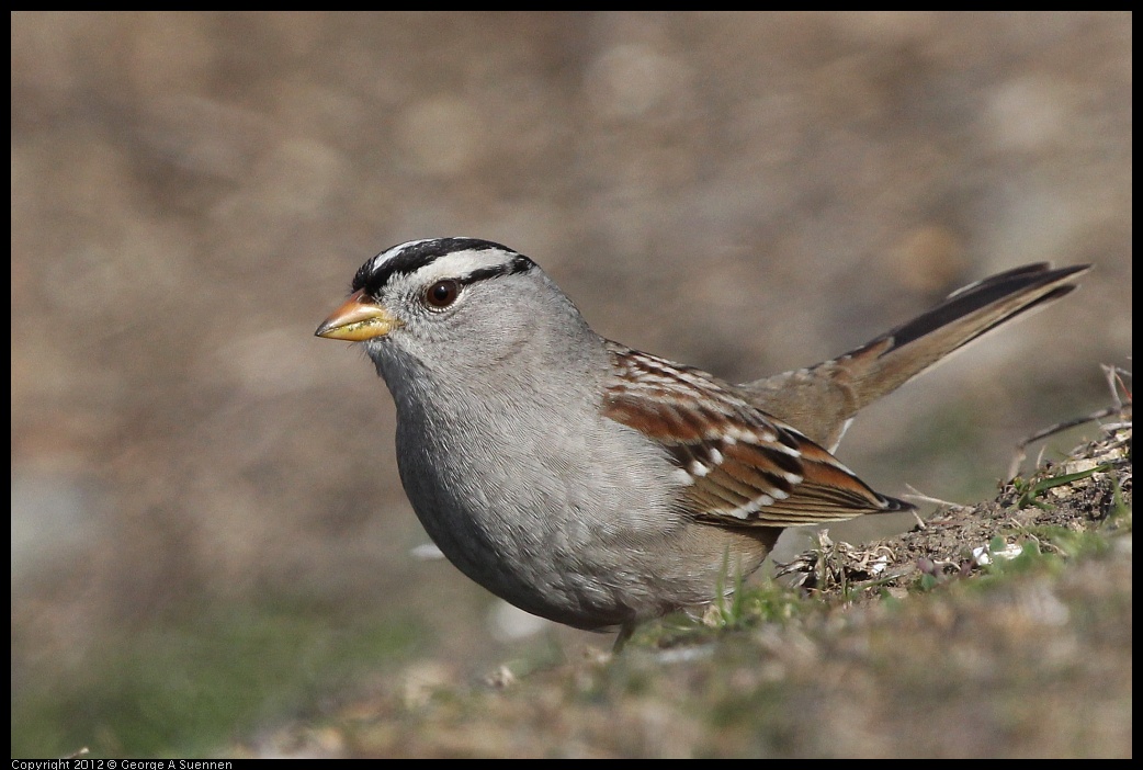 0108-124734-02.jpg - White-crowned Sparrow