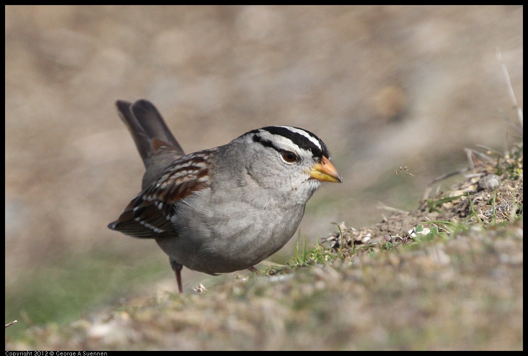 0108-124734-04.jpg - White-crowned Sparrow