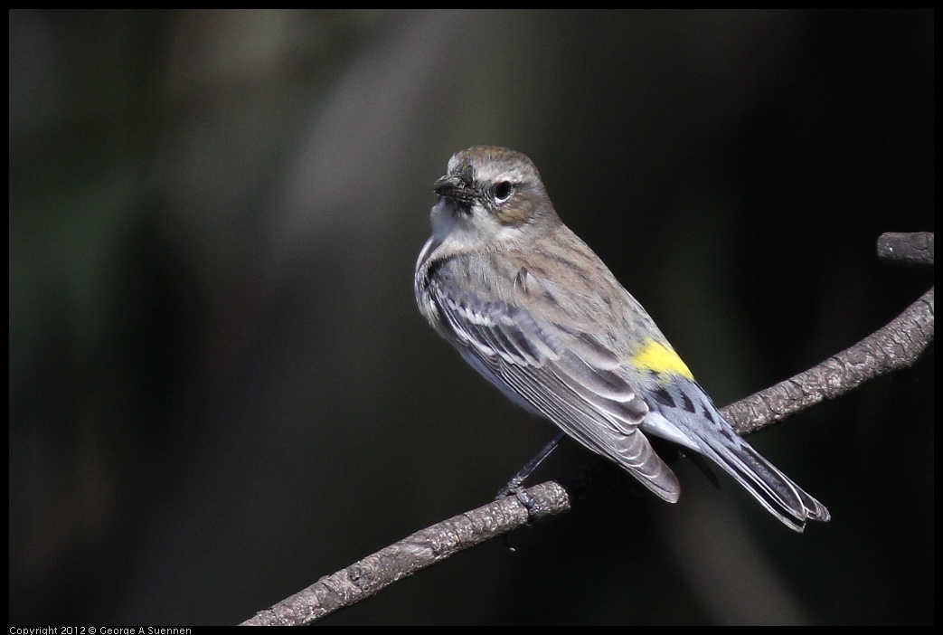 0108-134134-03.jpg - Yellow-rumped Warbler