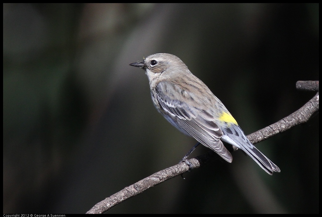 0108-134135-01.jpg - Yellow-rumped Warbler