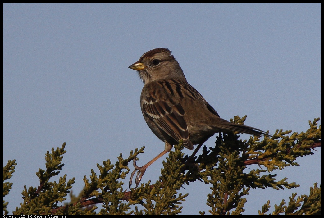 0108-135251-03.jpg - White-crowned Sparrow