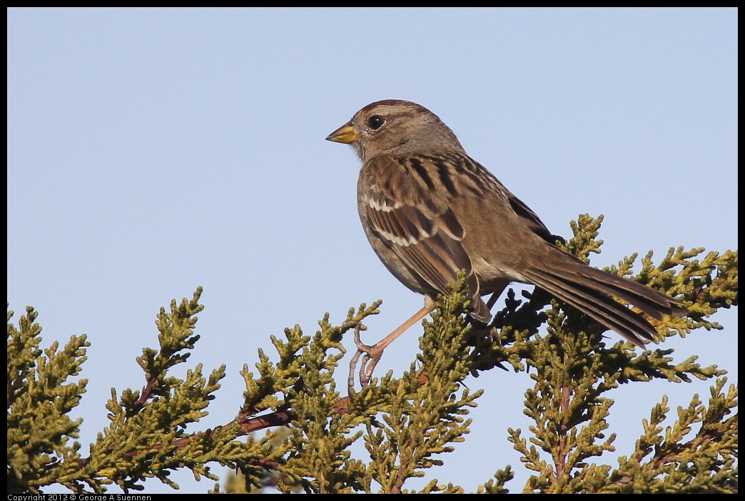 0108-135308-02.jpg - White-crowned Sparrow