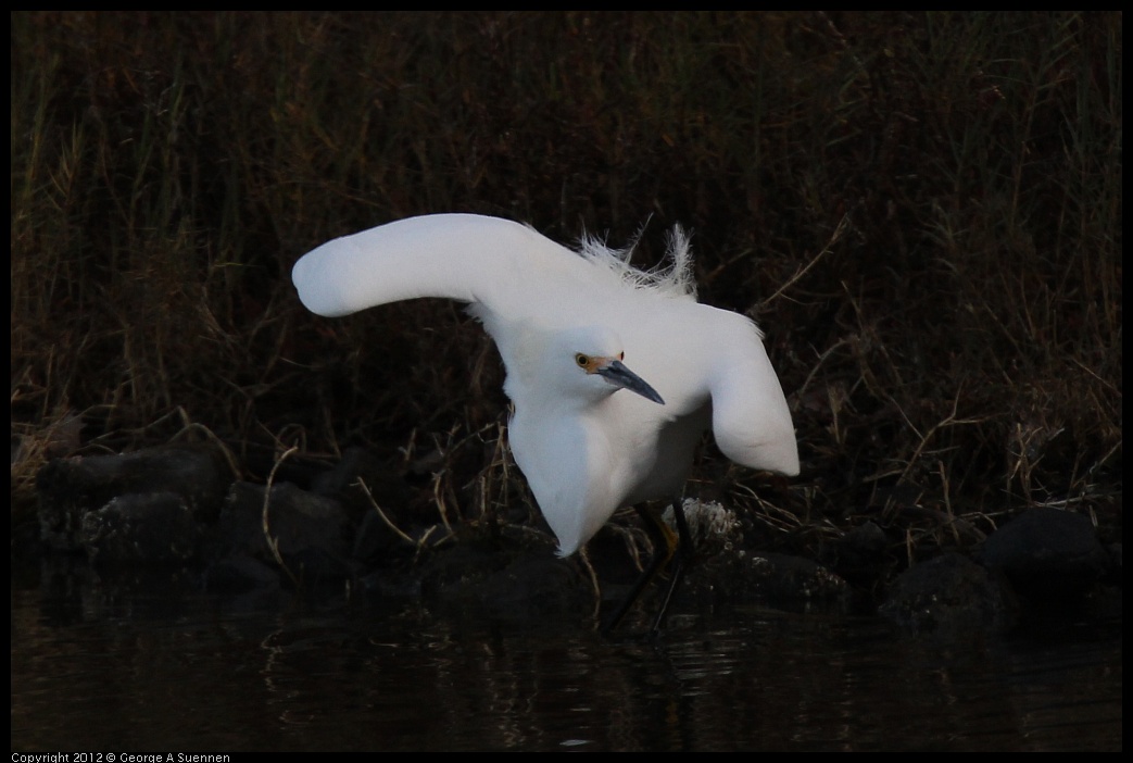 0108-140901-02.jpg - Snowy Egret