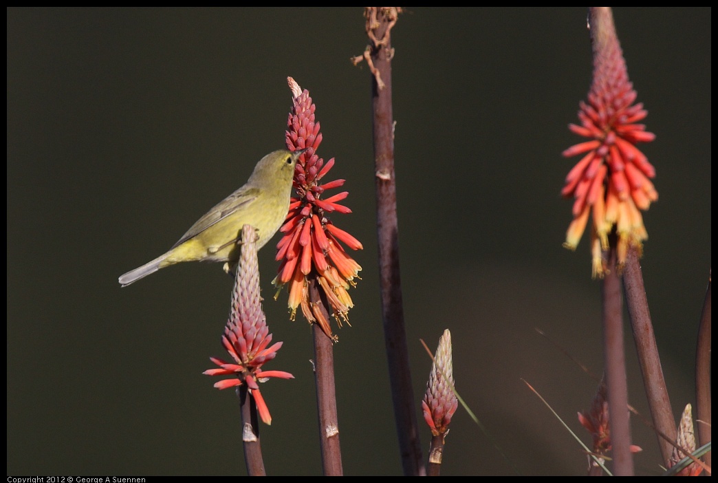 0108-141525-02.jpg - Orange-crowned Warbler