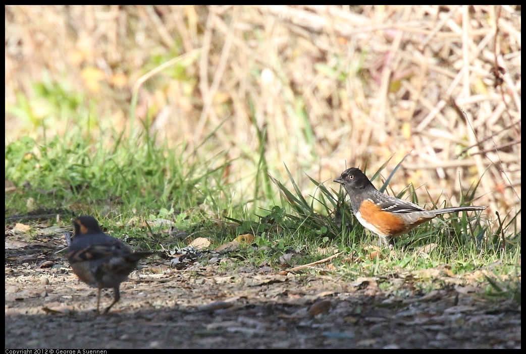 0110-133402-01.jpg - Varied Thrush and Spotted Towhee