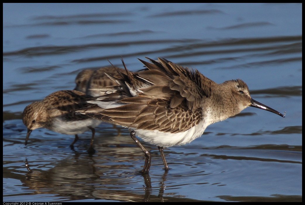 0115-152727-02.jpg - Dunlin and Least Sandpipers