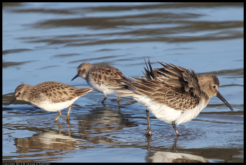 0115-152727-03.jpg - Dunlin and Least Sandpipers