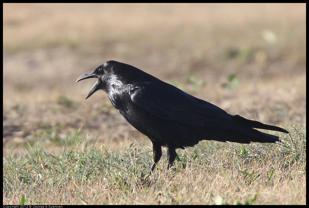 0115-153806-04.jpg - Common Raven