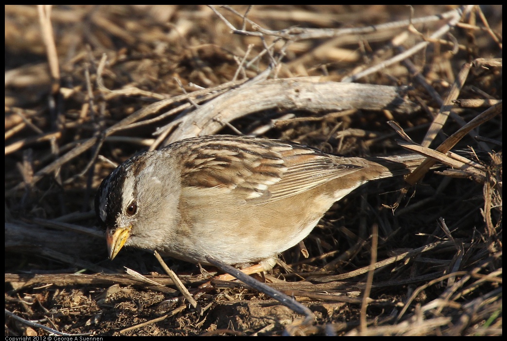 0115-154037-02.jpg - White-crowned Sparrow