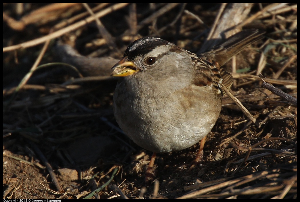 0115-154041-01.jpg - White-crowned Sparrow