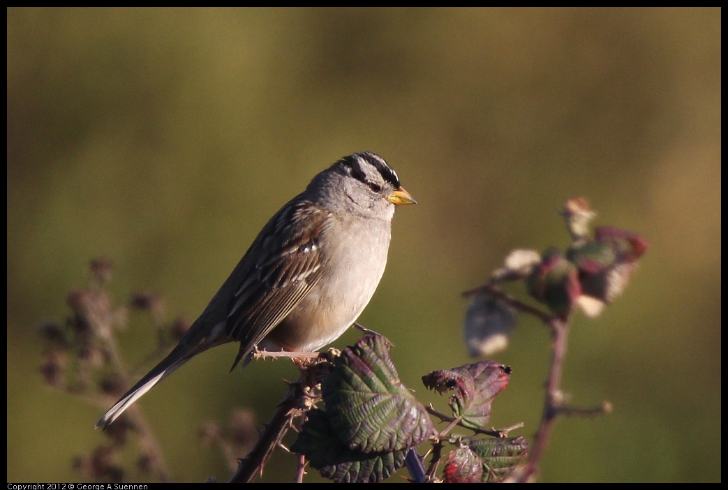 0115-154113-01.jpg - White-crowned Sparrow