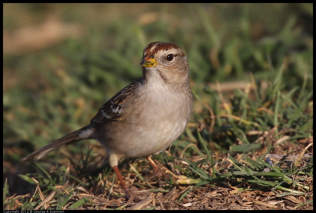 0115-154206-02.jpg - White-crowned Sparrow