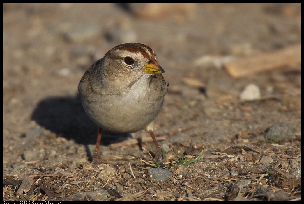 0115-154213-02.jpg - White-crowned Sparrow