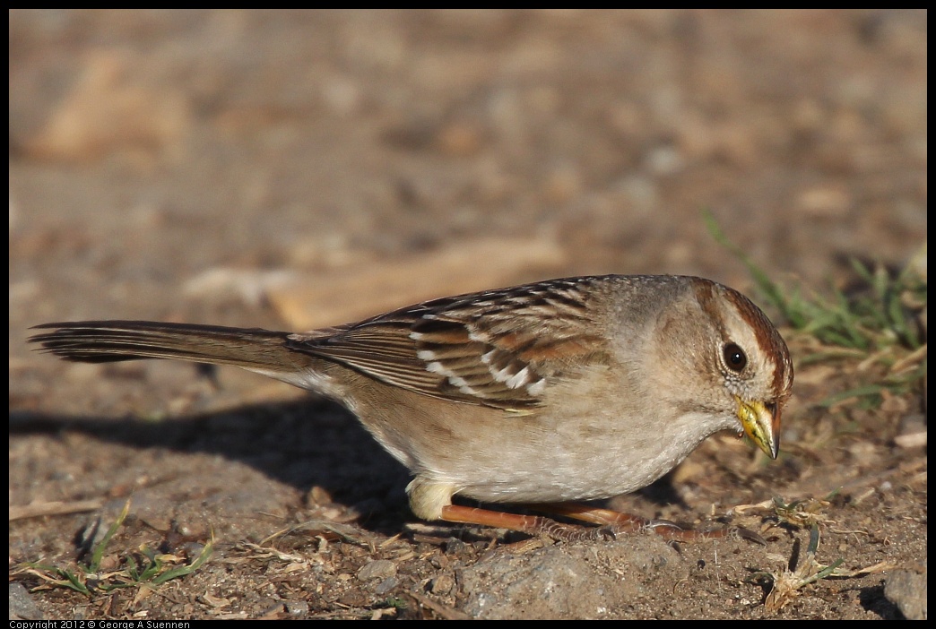 0115-154216-02.jpg - White-crowned Sparrow