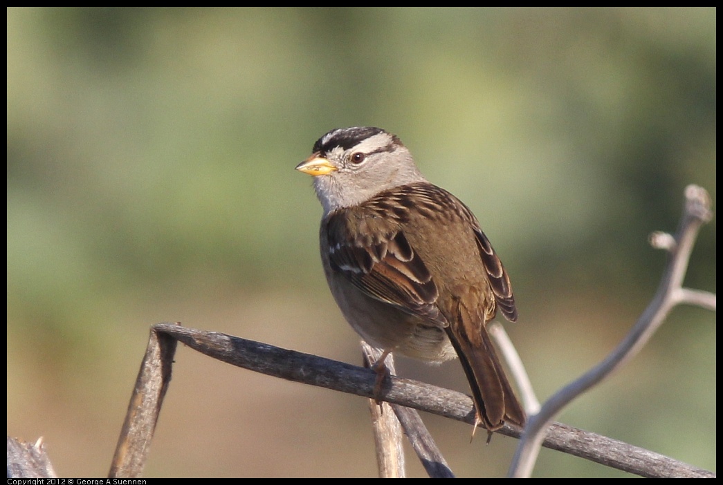 0115-154227-02.jpg - White-crowned Sparrow