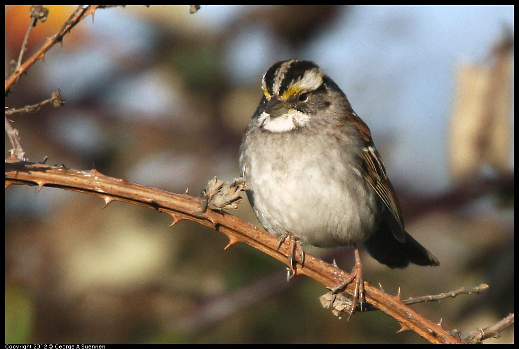 0115-154349-02.jpg - White-throated Sparrow