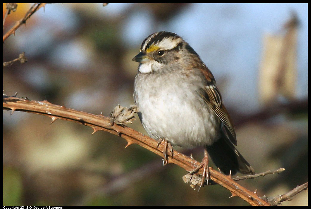 0115-154353-01.jpg - White-throated Sparrow