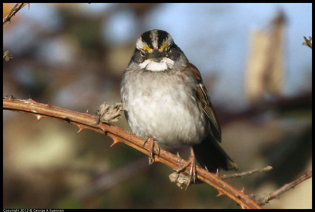 0115-154357-02.jpg - White-throated Sparrow