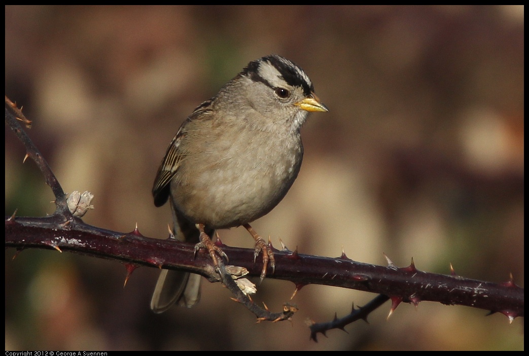 0115-154421-02.jpg - White-crowned Sparrow