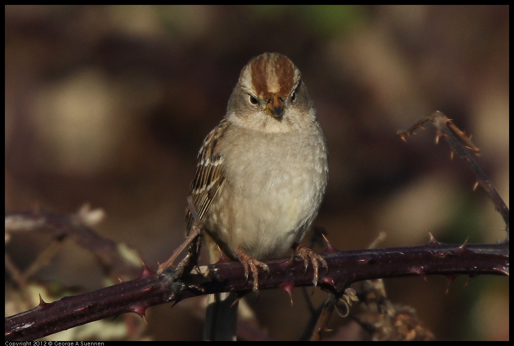 0115-154433-01.jpg - White-crowned Sparrow