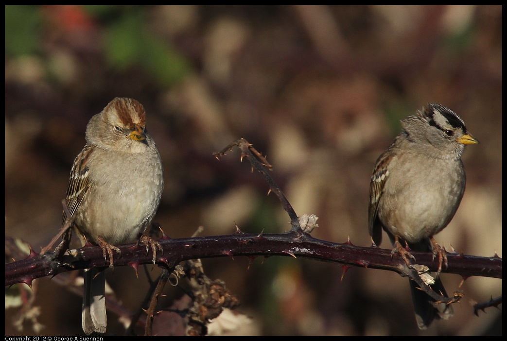 0115-154435-03.jpg - White-crowned Sparrow