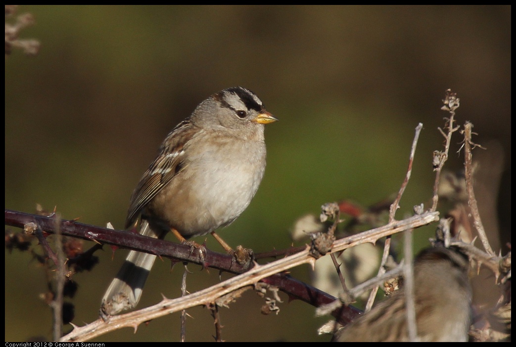 0115-154623-02.jpg - White-crowned Sparrow