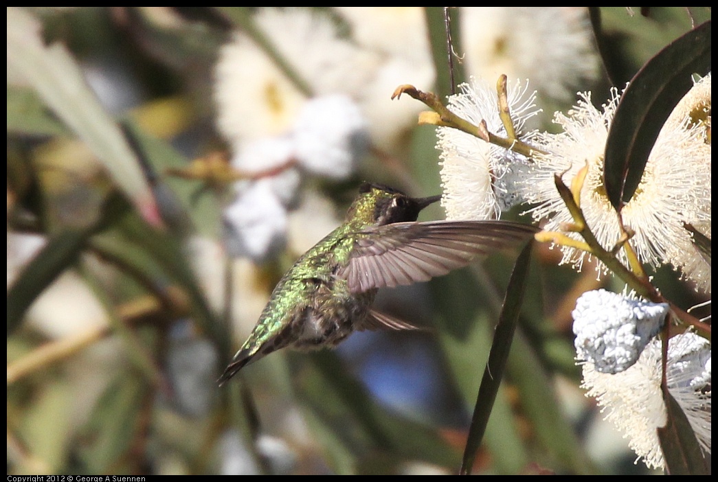 0116-150853-02.jpg - Anna's Hummingbird