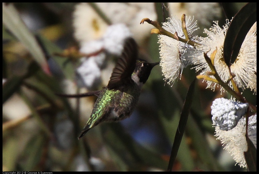 0116-150854-01.jpg - Anna's Hummingbird