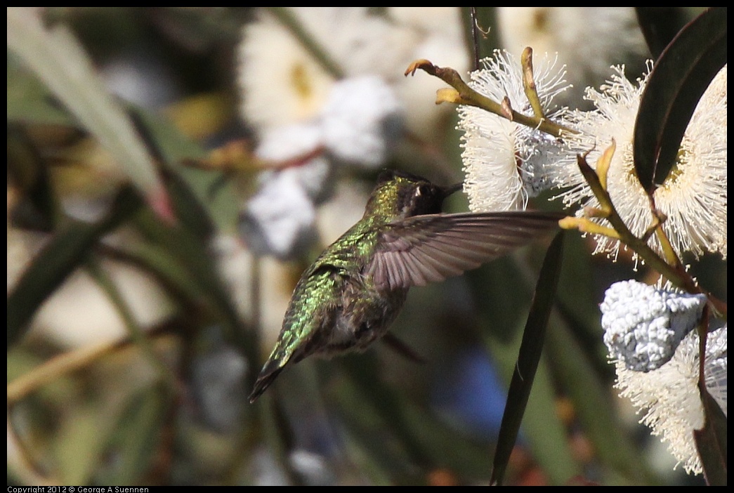 0116-150854-05.jpg - Anna's Hummingbird