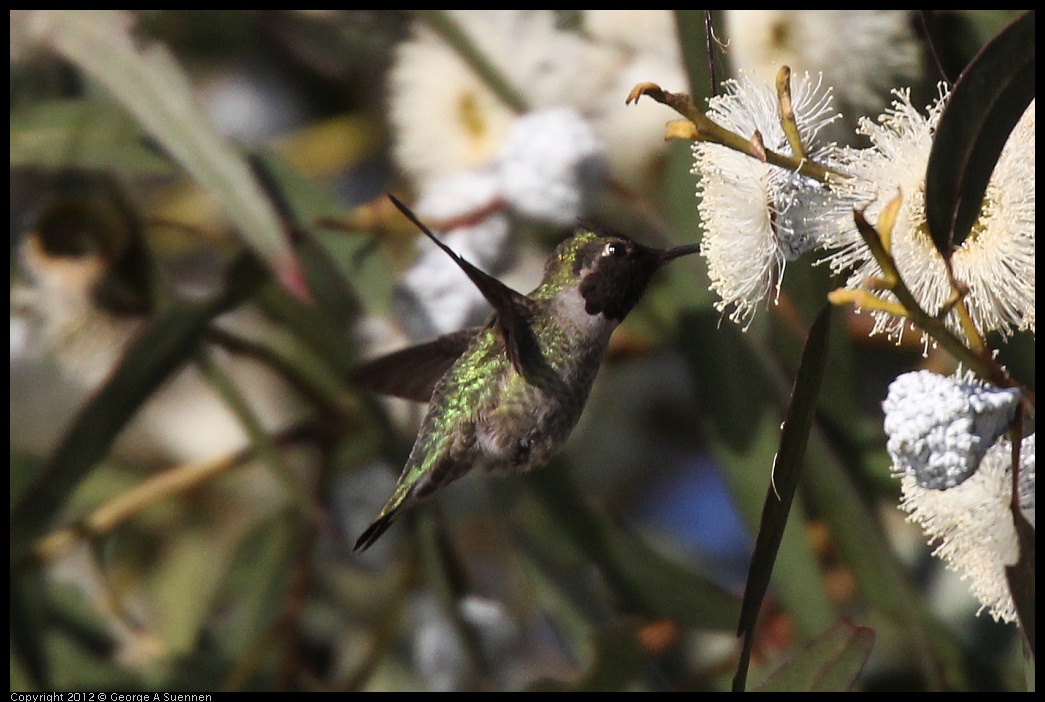 0116-150859-03.jpg - Anna's Hummingbird