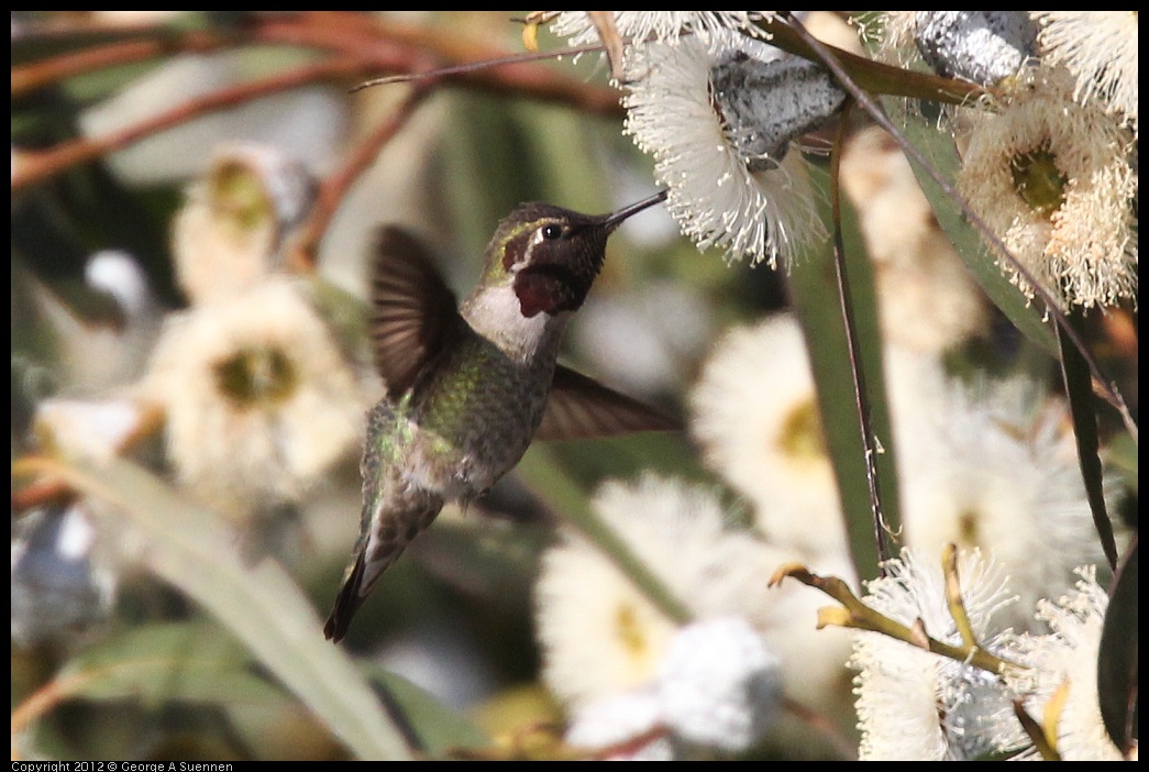 0116-150911-03.jpg - Anna's Hummingbird
