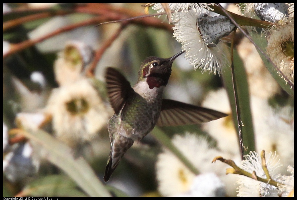 0116-150913-02.jpg - Anna's Hummingbird
