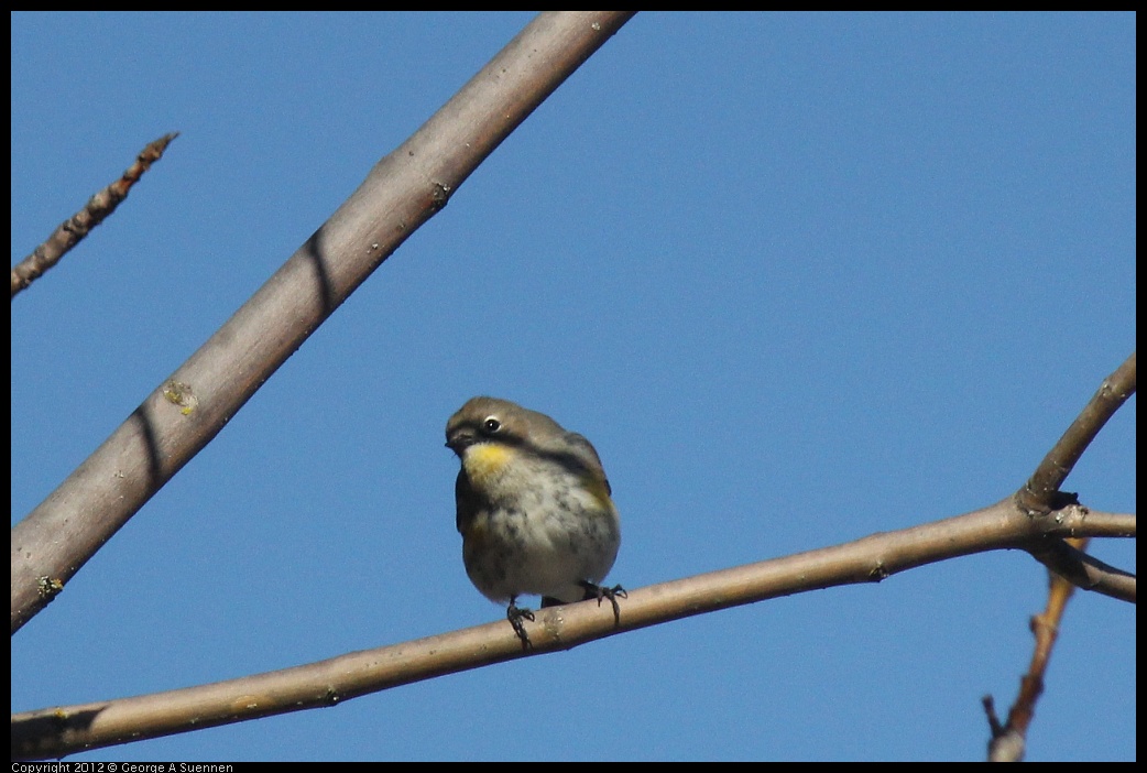 0116-131740-01.jpg - Yellow-rumped Warbler