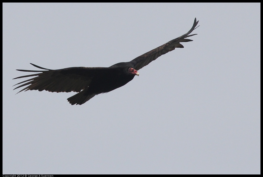 0118-120214-01.jpg - Turkey Vulture