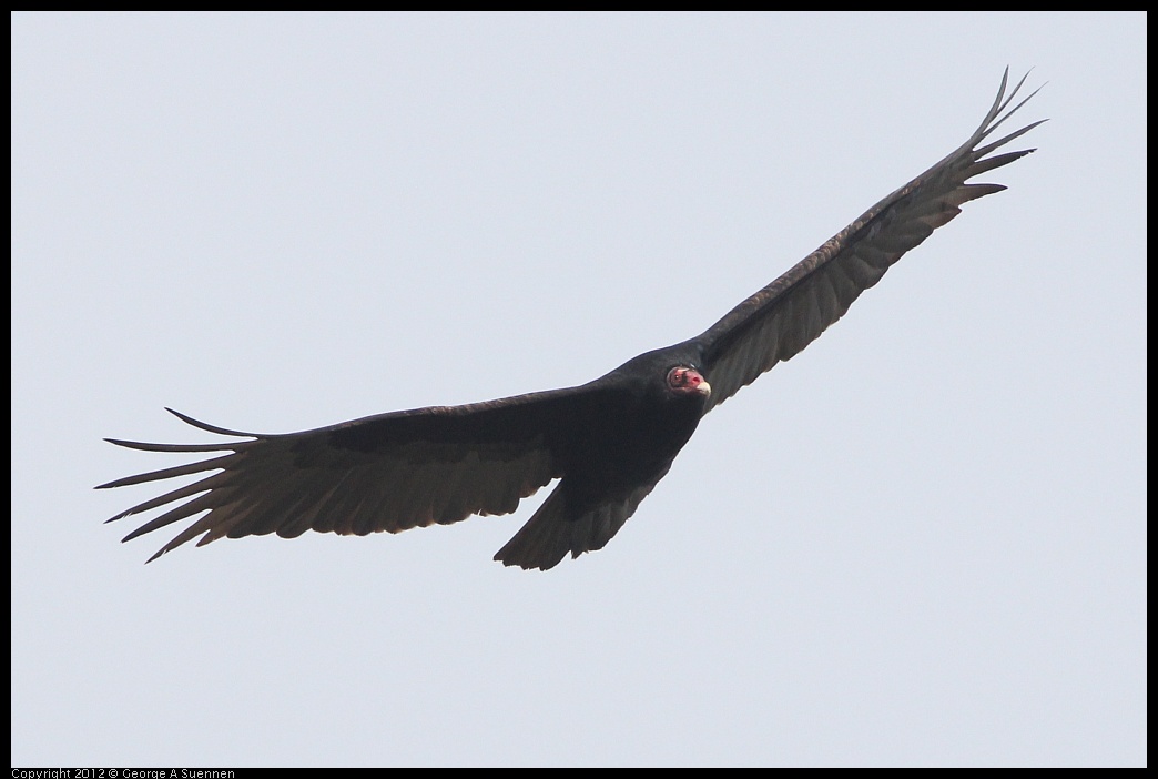 0118-120214-04.jpg - Turkey Vulture