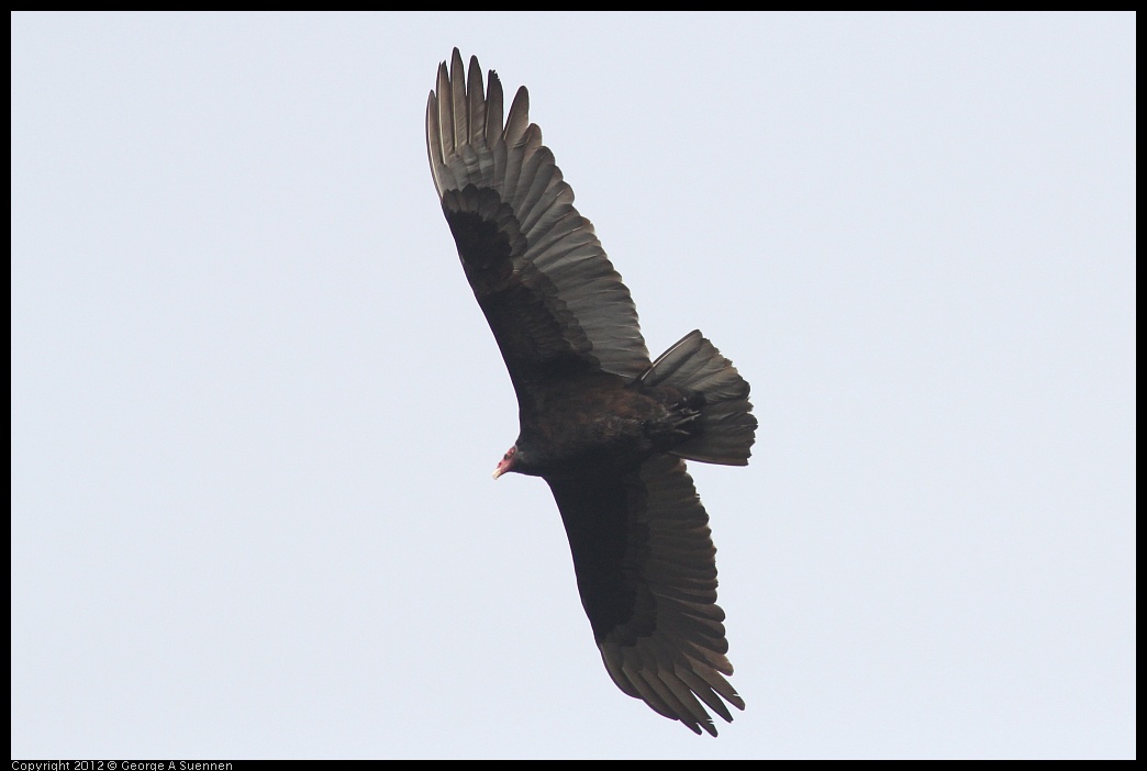0118-120217-04.jpg - Turkey Vulture