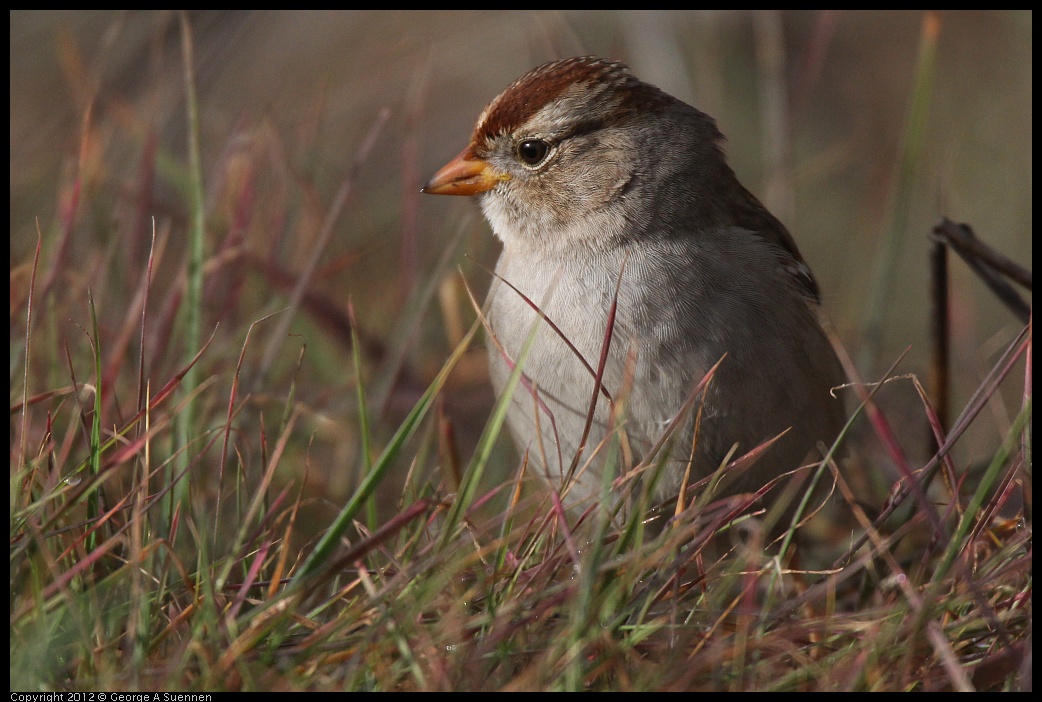 0121-100556-01.jpg - White-crowned Sparrow