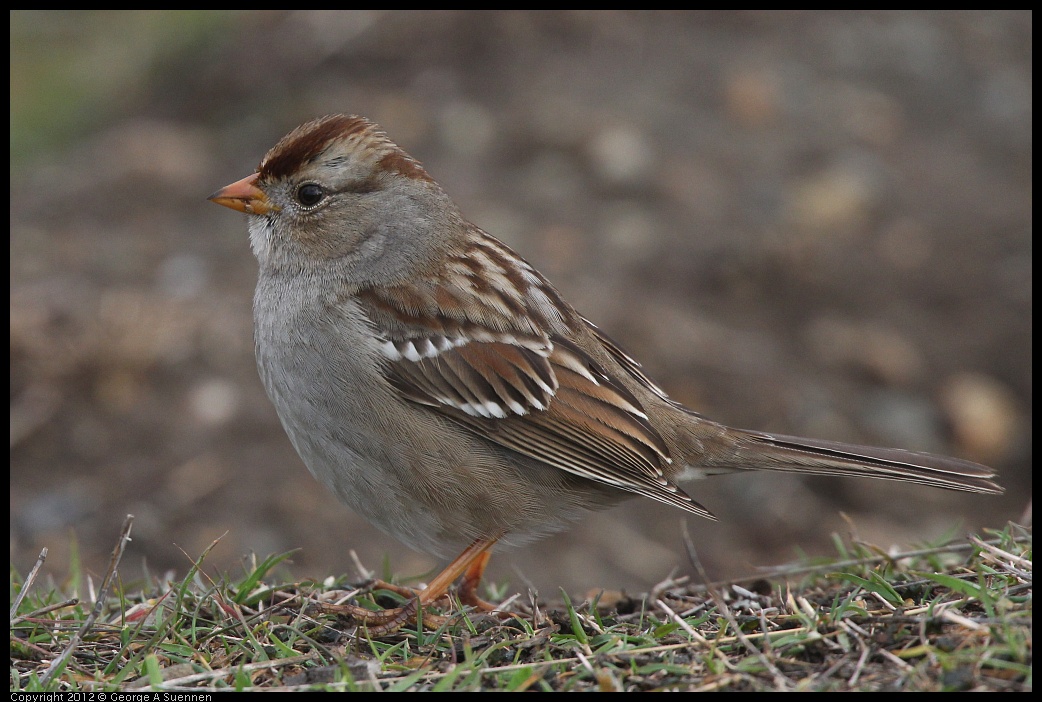 0121-102804-01.jpg - White-crowned Sparrow